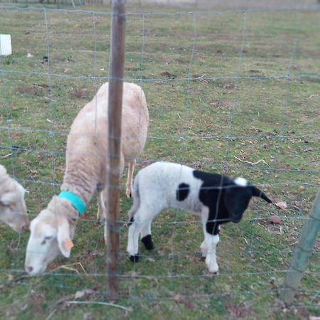 Appartamento Alojamento Local - Casa Amarela Alvaiázere Esterno foto