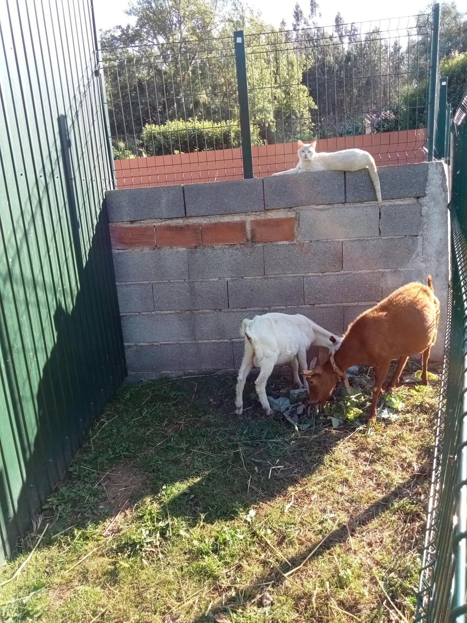 Appartamento Alojamento Local - Casa Amarela Alvaiázere Esterno foto